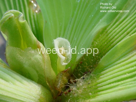 waterlettuce